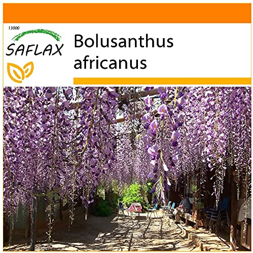 SAFLAX - Garden in The Bag - African Wisteria Tree - 10 Seeds - Bolusanthus africanus