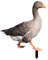 FeiliandaJJ Gartenstecker Ente Realistischen Duck Gartenfigur zur Gartendekoration Acryl Gartenstecker Gartendeko für Hinterhöfe Gärten Rasen Outdoor Dekoration