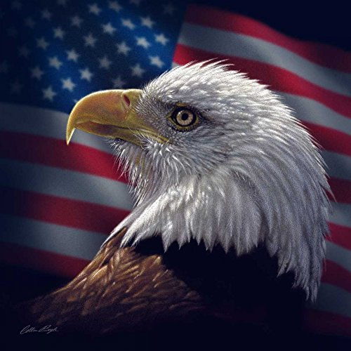 Feeling at home KUNSTDRUCK auf MATTE PAPIER 220gr American Bald Eagle Bogle Colin - Tiere quadrat Poster Wildlife Natur Bald Eagle SOA Bild auf Papier cm_98_X_98