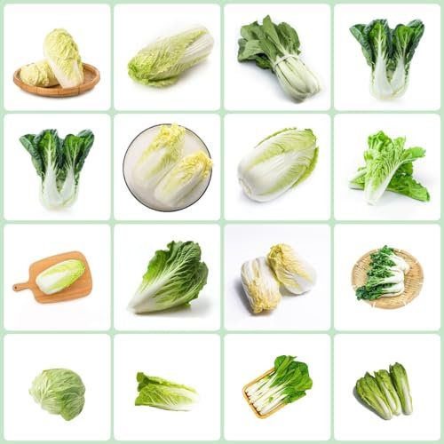 450 pezzi semi di piante di cavolo cinese - semi di ortaggi da giardino di spezie vecchie varietà pak choi, Brassica rapa, insoliti piante esotiche piante in vaso all'aperto semi di e