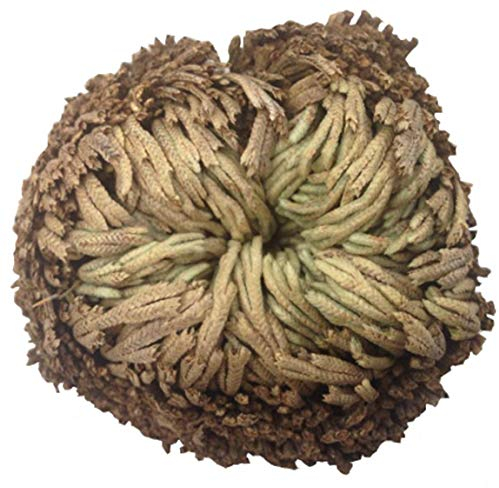 AMOYER Resurrezione Impianto Rosa di Gerico Dinosaur Impianto Aria Fern Spike Moss dal Selaginella