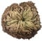 AMOYER Auferstehung Pflanze Rose Von Dinosaurier-Pflanze Air Fern Spike Moss Live-Selaginella