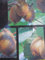 Actinidia chinensis Jenny - selbstfruchtende Kiwi Jenny 80-100