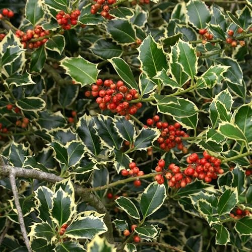 Vivai le Georgiche - Pianta vera di Ilex aquifolium Argentea Marginata - vaso Ø 18 cm