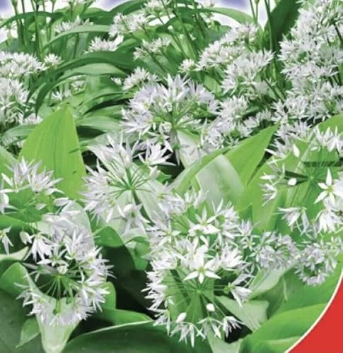 Buy4seeds 10 Seeds Allium ursinum Wild Garlic Perennial Seeds Easy for Grow Garden