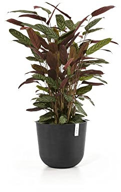 ECOPOTS Oslo Pflanzentopf - Modernes Design aus recyceltem Kunststoff, langlebig für 10 Jahre, ideal für Innen- und Außendekoration