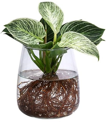 Dehner Waterplant Baumfreund Kingston, Philodendron White Wave, Wasserpflanze im Kugelglas, Ø 14 cm, Höhe 27 cm, Zimmerpflanze