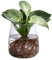 Dehner Waterplant Baumfreund Kingston, Philodendron White Wave, Wasserpflanze im Kugelglas, Ø 14 cm, Höhe 27 cm, Zimmerpflanze