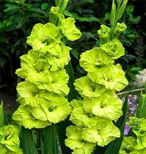 Riesen Gladiolen zweifarbig 'Lime' 10 Zwiebeln, Knollen