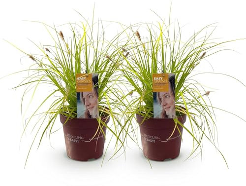 GreenboutiQ - Ziergräser - Carex oshimensis Everillo - Gelb - 2 Pflanzen - Immergrün - Wenig Pflege - Topf 17cm Höhe 50cm