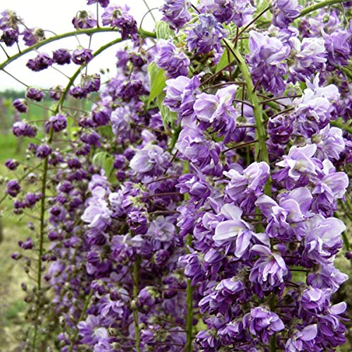 Wisteria Floribunda 'Violacea Plena' - Edelblauregen 50-60 cm Pflanzcontainer