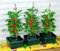 Garden Mile 3pc Tomato Plant pots Plant Supports Greenhouses Garden Pots Growbag Plastic for Tomatoes, Strawberries, Herbs Grow Bag for Vegetables Beds Greenhouse