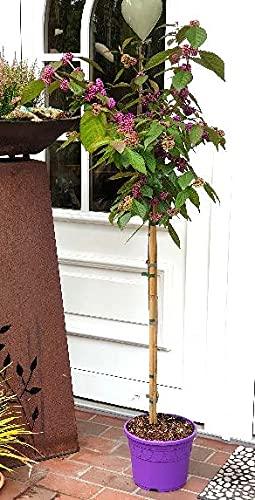 Liebesperlenstrauch auf Stamm, Callicarpa bodinieri 'Profusion' (Höhe: 140-150 cm) + Dünger