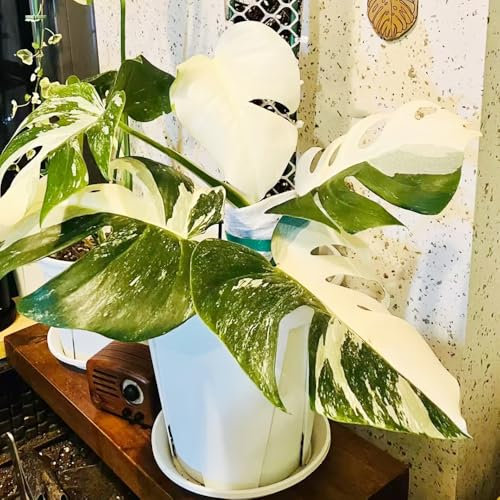 pianta di monstera - semi piante da balcone piante da giardino resistenti per il giardino semi di bonsai monstera deliziosa pianta in vaso in vaso appartamento fiori esotiche perenni 60pcs