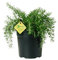 Plantì ROSMARIN PROSTRATE Kräuter Outdoor-Pflanze, aromatische Küchenpflanze ideal zum Würzen Ihrer Gerichte oder zum Dekorieren des heimischen Gartens. 6 Monate Düngung mit dem Plantì-System