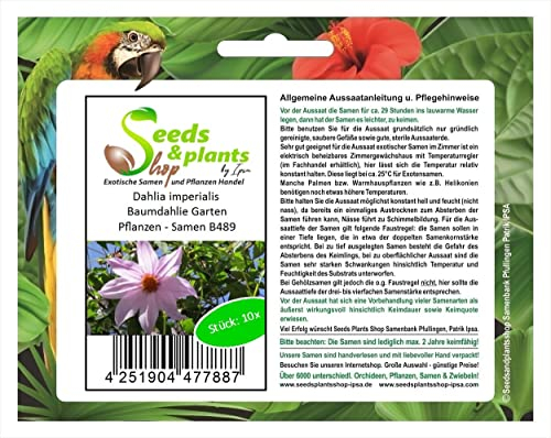Stk - 10x Dahlia imperialis Baumdahlie Glockenbaumdahlie Garten Pflanzen - Samen B489 - Seeds & Plants Shop by Ipsa