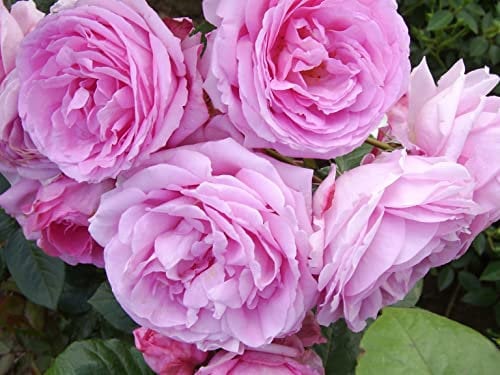 'Mum in a Million' Potted Rose - Large Deep Pink Fragrant Blooms - Lovely Gift Rose