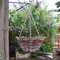 Garden Mile 14 Dark Rattan Hanging Basket Garden Decor Durable Plant Hanger Heavy Duty Hang Up Planters Outdoor Indoor Greenhouse Accessories