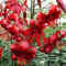 COOTO Garten Lilien Zwiebeln Winterhart Mehrjährig – Rot Tigerlilien Lilien Redflavour - Blumenzwiebeln Lilien – Blumen Deko für Garten und Balkon – Garten Lilien Pflanzen