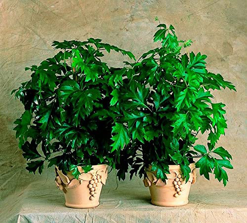 Cape Grape Ivy 'Rhoicissus Capensis' Tropical House Plant Seeds - 8 Rare Seeds