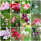 20 pcs winterharte wicken pflanze samen - bienenweide saatgut bonsai topf duftwicke Edelwicken Edelwicke,Lathyrus odoratus, bienenwiese saatgut mehrjährig winterhart ausgefallene