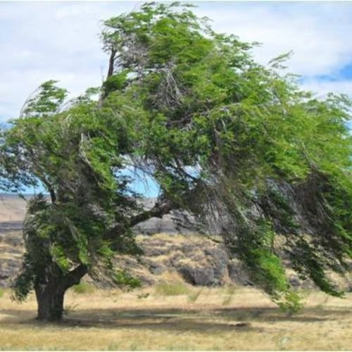 25 SEED der sibirischen ELM Sibirische Ulme