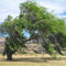 25 SEED der sibirischen ELM Sibirische Ulme