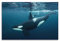 Tierposter Meerestier Orcinus Orca Poster für Aquarium Marine Museum Poster Wandkunst Druck Retro Ästhetische Raumdekoration Malerei Leinwand Poster für Zuhause und Büro Dekorationen 30 x 45 cm Unfr