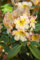Rhododendron 'Norfolk Candy' - Winterharte Gartenpflanze, Blühender Strauch, Rosa-Weiß, 30-40cm, 5L Container
