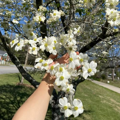 150 unidades de cereza de cornel, árboles frutales, plantas de interior, cornejo duro (Cornus officinalis), fruta columnar resistente, semillas resistentes al invierno, plantas de jardín bonsai