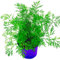 Florapartner Dill Pflanze Anethum graveolens Kräuter Pflanzen 2stk.