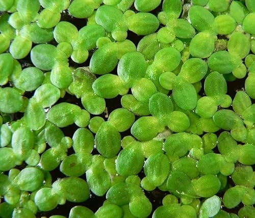 200 Duckweed Aquarium Floating Plants, Green
