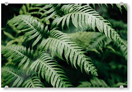 artboxONE Acrylglasbild 150x100 cm Natur Farnschönheit Bild hinter Acrylglas - Bild Farn botanisch Farn