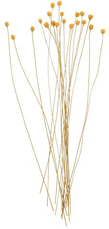 PRETYZOOM 20st Aromatherapie-Rattan Parfüm-diffusor-Stick Aromaflascheneinsätze Sticks Rattanholzstöcke Diffusorrohre Lavendel Reed Diffusor Diffusoren Holz Hochzeit Kolben