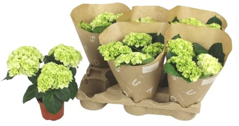 Hortensia Blanca Arbusto Natural con Flores Elegantes y Frondosas