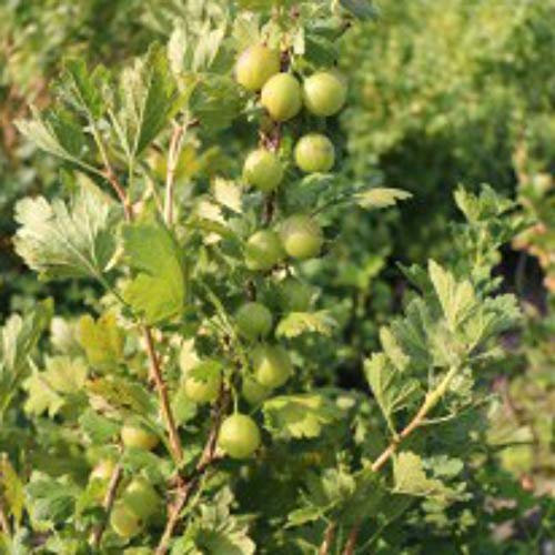 Gooseberry Bushes Ready to Plant for The Garden ‘Giggles Green’ Hardy Perennial, 9cm Potted Garden Fruit Plants, Easy to Grow Your Own Gooseberries, 2X Plants in 9cm Pots by Thompson and Morgan (2)