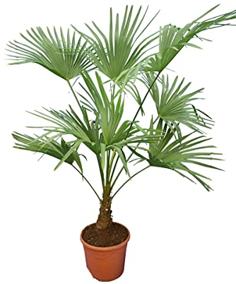 Winterharte Hanfpalme L - Trachycarpus fortunei - Gesamthöhe 120-140 cm - Topf Ø 30 cm
