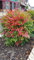 Nandina domestica OBSESSED® 'Seika' / Bambou sacré compact/Conteneur de 3 à 4 litres