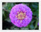 100 Pansy semi di semi di fiori faccia gatto faccia farfalla fiore fragranza umana Polonia e Islanda emessi fiore nazionale shipp libero