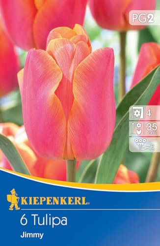 Kiepenkerl Triumph-Tulpe Jimmy 507852 - Tulpenzwiebeln winterhart mehrjährig, Blumenzwiebeln für Garten und Schnitt, wetterbeständige orange Blüten