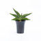 Pianta vera di Sansevieria Almond Jade - Diametro Vaso Ø 7 cm