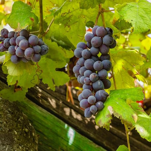 semi di pianta d'uva frutti esotici frutto colonnare alberi da frutto colonnari di bonsai d'uva biologici Premio perenni frutta di frutta giardino di fiori estivi facile 300pcs