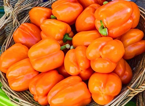 seedsown Keimfutter: 25 - Samen: Orange König Hybrid süße Paprika Samen - Eine schöne Leuchtorange Glocke !!!
