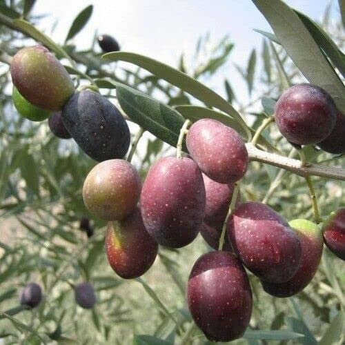 Olea europea seeds - Olive Tree - 10 Seeds:Seeds Only