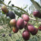 Olea europea seeds - Olive Tree - 10 Seeds:Seeds Only