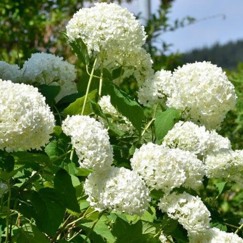 Hortensie Hydrangea macrophylla weiß 30–40 cm im Topf | 1x blühende Bauernhortensie großblumig & winterhart | sofort pflanzbar