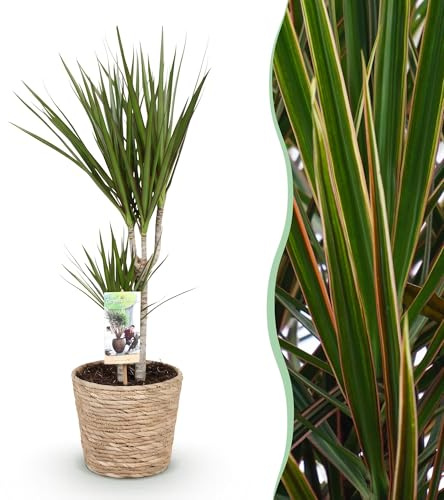 Green boutiQ - Zimmerpflanzen - Dracaena Marginata - Drachenbaum - Wenig Pflege - mit Korb - Grün - 1 Pflanze - Topf 17cm - Höhe 70-80cm