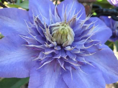 1bag=100pcs Clematis Seeds Rare Sky Blue Clematis hybridas Seeds Hanging Flowers Seeds Bonsai Potted Balcony Gift Home &Garden