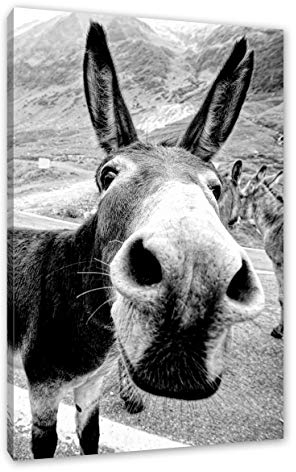 Pixxprint Lustiger Esel auf Straße in den Bergen, Monochrome, Größe: 60x40cm, Leinwandbild, fertig gespannt, Wandbild, Dekoration, Kunstdruck, kein Poster