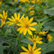 8 pcs topinambur saatknollen zum pflanzen Zwiebeln, topinambur - knollen, bio gemüse, pflanzen winterhart draußen topinambur kaufen - Helianthus tuberosus - indoor plants for living